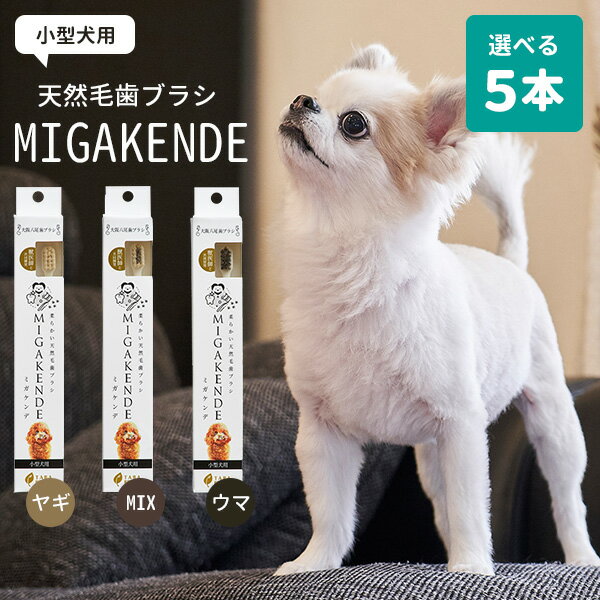 【700円OFFクーポン】選べる5本セット 犬用 天然毛歯ブラシ MIGAKENDE ミガケンデ 小型犬用 ヤギ植毛 ウマ植毛【メール便送料無料】