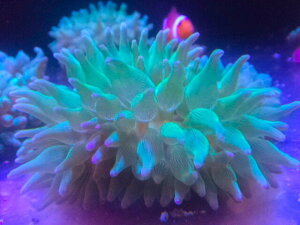 【海水魚クマノミと共生】サンゴイソギンチャク メタリックグリーン 大Aサイズ (おおまか 8~10センチ) 土曜発送日曜受取・月曜発送火曜受取限定 国産 自家採取 ハンドコート個体 青い照明で色艶やかなグリーン 無脊椎動物