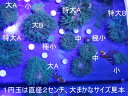 【海水魚クマノミと共生】サンゴイソギンチャク メタリックグリーン(中サイズおおまか 6〜7センチ)土曜発送日曜受取・月曜発送火曜受取限定 国産 自家採取ハン...