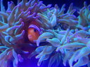 【海水魚クマノミと共生】サンゴイソギンチャク メタリックグリーン BICサイズ (おおまか17〜-20 センチ) 土曜日・月曜日発送限定 国産 自家採取ハンド...