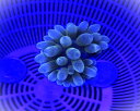 【海水魚クマノミと共生】サンゴイソギンチャク メタリックグリーン(小サイズ おおまか 4 -5センチ)土曜発送日曜受取・月曜発送火曜受取限定 国産 自家採取...
