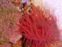 【海水生体】ウメボシイソギンチャク 　Mサイズ　1個から注文可、複数でも歓迎　土曜発送日曜受取・月曜発送火曜受取限定　 国産　自家採取ハンドコート個体　(2点以上は別々に注文頂き同梱）サンゴイソギンチャクとの同梱も大歓迎