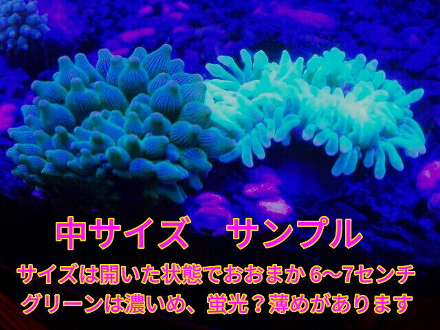 【海水魚クマノミと共生】サンゴイソギンチャク メタリックグリーン(中サイズおおまか 6〜7センチ)土曜発送日曜受取・月曜発送火曜受取限定 国産 自家採取ハン...