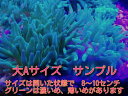 【海水魚クマノミと共生】サンゴイソギンチャク メタリックグリーン 大Aサイズ (おおまか 8〜10センチ) 土曜発送日曜受取・月曜発送火曜受取限定 国産 自...