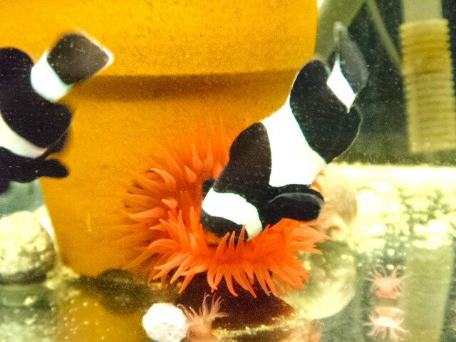 �ڳ������Ρۥ���ܥ�����������㥯 ��M��������1�Ĥ�����ʸ�Ǥ��ޤ�������ȯ�����˼��衦����ȯ�����˼�����ꡡ �񻺡����Ⱥμ�ϥ�ɥ����ȸ��Ρ�(2���ʾ���̡�...