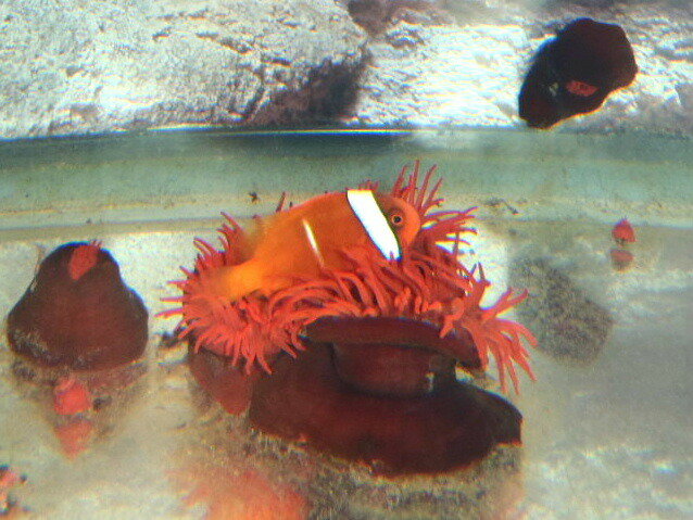 �ڳ������Ρۥ���ܥ�����������㥯 ��S��������1�Ĥ�����ʸ�Ǥ��ޤ�������ȯ�����˼��衦����ȯ�����˼�����ꡡ �񻺡����Ⱥμ�ϥ�ɥ����ȸ��Ρ�(2���ʾ���̡�...