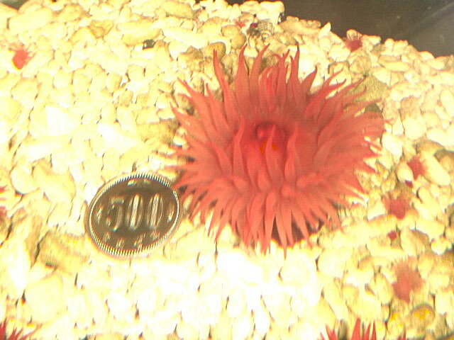 �ڳ������Ρۥ���ܥ�����������㥯 ��2L��������1�Ĥ�����ʸ�Ǥ��ޤ�������ȯ�����˼��衦����ȯ�����˼������� 2L�����������餫��500�߶̤����礭������...