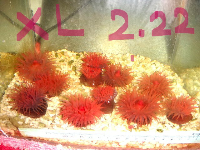 �ڳ������Ρ۸Ŀ�����λ�����Υ�����������ܥ�����������㥯 ��XL��������1�Ĥ�����ʸ�Ǥ��ޤ�������ȯ�����˼��衦����ȯ�����˼������� ������4-��5�����...