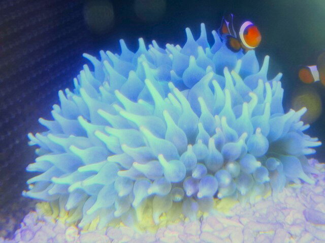 【海水魚クマノミと共生】サンゴイソギンチャク 　オリーブグリーン＆ホワイト　スーパーBICサイズ　明らかに20センチ～越えの新鮮個体　採りたて　土曜発送日曜受取・月曜発送火曜受取限定　弱照明でも色落ち少ないホワイト系　ウメボシイソギンチャクも同梱可