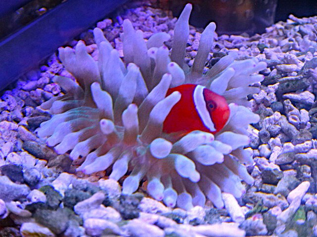 【海水魚クマノミと共生】サンゴイソギンチャク 　オリーブグリーン＆ホワイト（大Aサイズ　おおまか 8～10センチ）　土曜発送日曜受取・月曜発送火曜受取限定　9/2現在のストック水槽画像あり　国産　　弱照明でも色落ち少ないホワイト系　ウメボシイソギンチャクと同梱可