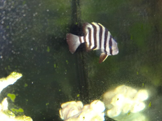 【海水魚】水槽飼育　イシダイ Sサイズ　近海魚　熱帯魚　 粒エサ食べます　（　おおまか 4.5～5.5センチ）　土曜発送＞日曜受取・月曜発送＞火曜受取限定　発送個体は画像1の個体　　サンゴイソギンチャク　ウメボシイソギンチャクと同梱可