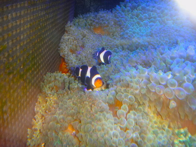 【サンゴイソギンチャク と共生】セミペア　ブラックオセラリス　2匹セットNO.1　黒いカクレクマノミ　乾燥餌Sサイズの粒餌 なんでも食べます（サイズ　 3.5～4.5センチ）　土曜発送 ＞ 日曜受取 または 月曜発送＞火曜受取 発送日限定　サンゴイソギンチャクと同梱可