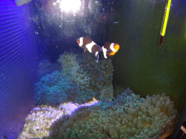 【サンゴイソギンチャク と共生】セミペア　ブラックオセラリス　2匹セットNO.2　黒いカクレクマノミ　乾燥餌Sサイズの粒餌 なんでも食べます（サイズ　 3.5～4.5センチ）　土曜発送 ＞ 日曜受取 または 月曜発送＞火曜受取 発送日限定　サンゴイソギンチャクと同梱可