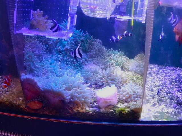 【サンゴイソギンチャク と共生】セミペア　ブラックオセラリス　2匹セット　NO.3　黒いカクレクマノミ　乾燥餌Sサイズの粒餌 なんでも食べます（サイズ　 3.5～4.5センチ）　土曜発送 ＞ 日曜受取 または 月曜発送＞火曜受取 発送日限定　サンゴイソギンチャクと同梱可