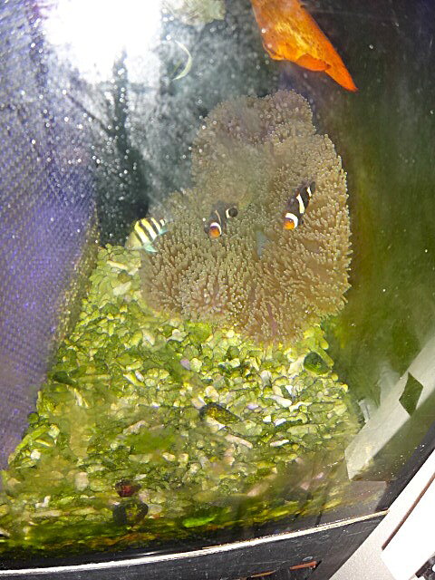 【サンゴイソギンチャク と共生】セミペア　ブラックオセラリス　2匹セット　NO.4　黒いカクレクマノミ　乾燥餌Sサイズの粒餌 なんでも食べます（サイズ　 3.5～4.5センチ）　土曜発送 ＞ 日曜受取 または 月曜発送＞火曜受取 発送日限定　サンゴイソギンチャクと同梱可