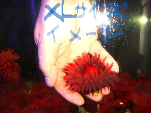【海水生体】個数限定の時期ものサイズ　ウメボシイソギンチャク 　XLサイズ　1個から注文可、複数でも歓迎　土曜発送日曜受取・月曜発送火曜受取限定（ 開いて4-～5センチサイズ)　国産　自家採取　(2点以上は別々に注文頂き同梱）サンゴイソギンチャクとの同梱も可