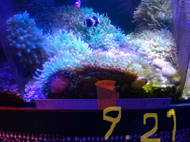 【サンゴイソギンチャク と共生】セミペア　ブラックオセラリス2匹セットNO.3　黒いカクレクマノミ　乾燥餌Sサイズの粒餌 なんでも食べます（サイズ　 3.5～4.5センチ）　土曜発送 ＞ 日曜受取 または 月曜発送＞火曜受取 発送日限定　サンゴイソギンチャクと同梱可