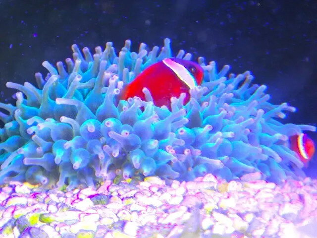 【海水魚クマノミと共生】サンゴイソギンチャク 　オリーブグリーン＆ホワイト　スーパーBICサイズ　明らかに20センチ～越えの新鮮個体　採りたて　土曜発送日曜受取・月曜発送火曜受取限定　弱照明でも色落ち少ないホワイト系　ウメボシイソギンチャクも同梱可