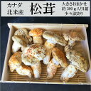 北米カナダ産”松茸”大きさおまかせ約500g入り1箱少々訳あ...