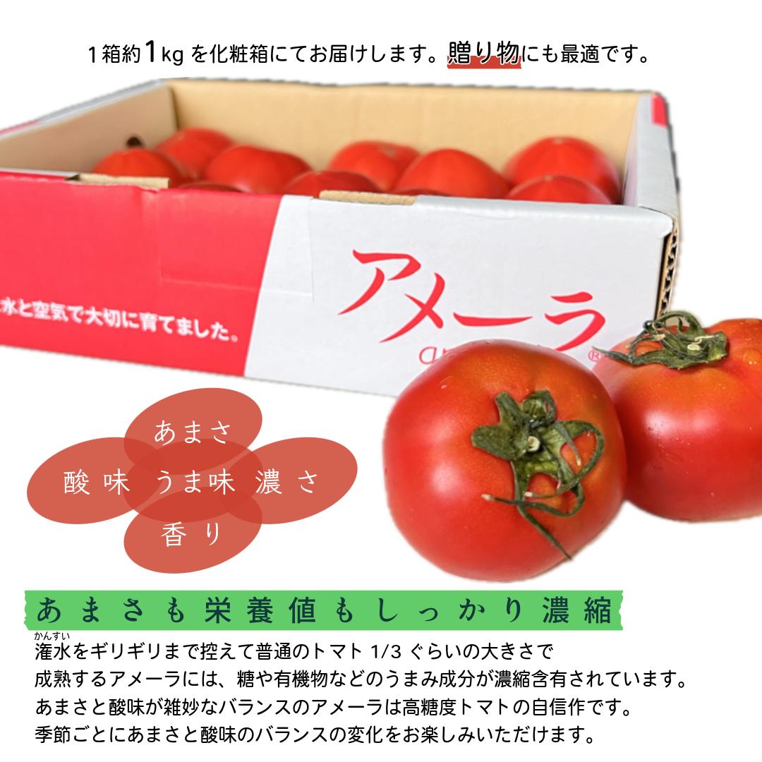 フルーツトマト アメーラトマト 高糖度 静岡県産 約1kg 1箱 サイズおまかせ S~2Lサ...