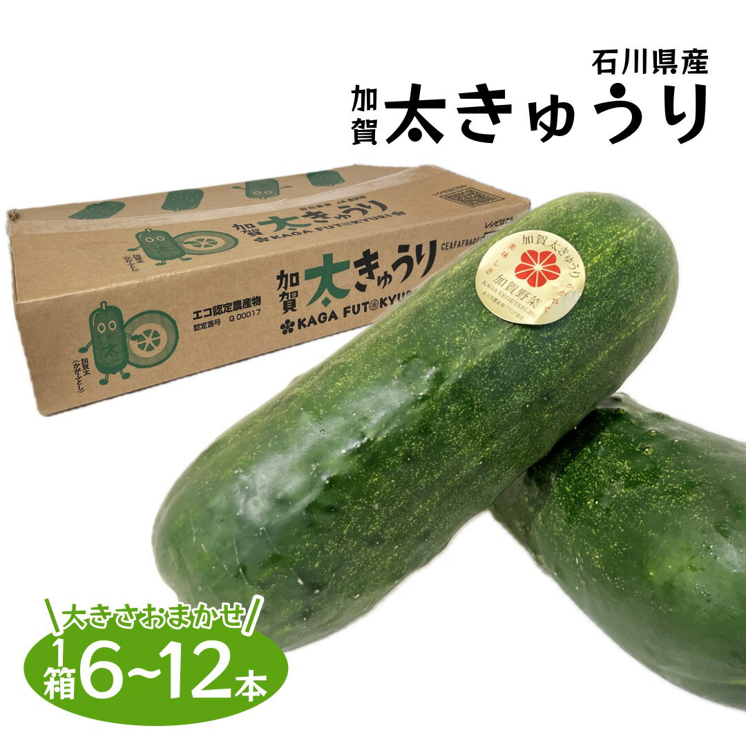 石川県産 加賀太きゅうり 1箱 約6~12本 大きさおまかせ かがふときゅうり 国産 夏野菜 加賀野菜 家庭用 お中元 父の日