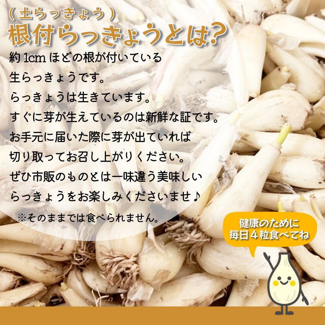 根付らっきょう 土らっきょう 1箱 約5kgまたは10kg 大きさおまかせ 産地厳選 らっ...