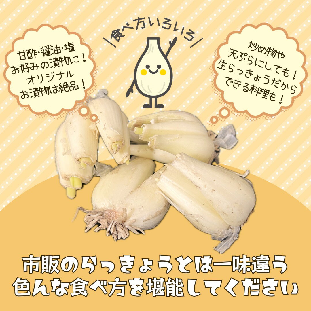 根付らっきょう 土らっきょう 1箱 約5kgまたは10kg 大きさおまかせ 産地厳選 らっ...