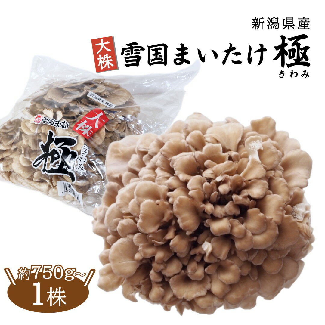 新潟県産 大株 雪国まいたけ 極 舞茸 マイタケ 1株 約750g以上のサムネイル