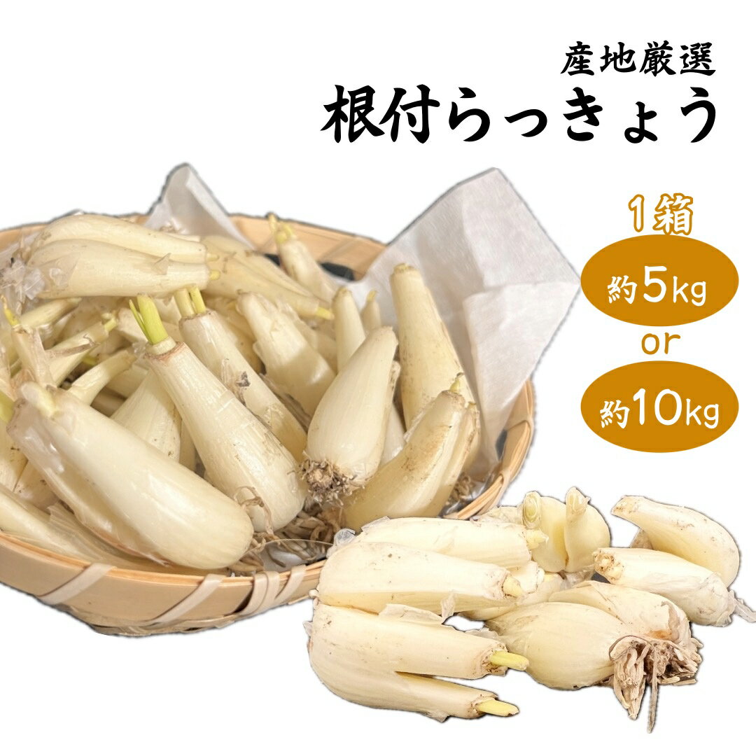 乐天商城 - 根付らっきょう 土らっきょう 1箱 約5kgまたは10kg 大きさおまかせ 産地厳選 らっきょう お中元 父の日