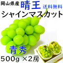 お中元 シャインマスカット 【青秀】 500g×2房 送料無料 晴王 贈答 岡山県産 ぶどう ギフト プレゼント のし 熨斗対応 指定日OK 御礼 お見舞い 贈...