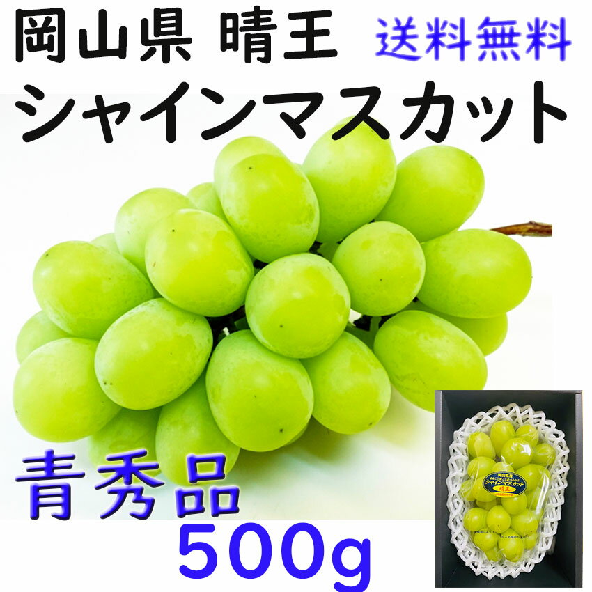 お中元 シャインマスカット 【青秀】 500g 送料無料 晴王 贈答 岡山県産 ぶどう ギフト プレゼント のし 熨斗対応 指定日OK 御礼 お見舞い 贈り物 JA 農協品(4)