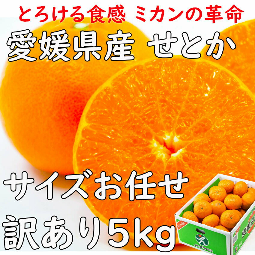 せとか みかん 家庭用 5kg L〜3L 愛媛県 送料無料JAえひめ ギフト 熨斗 のし プレゼント 糖度センサー選科 贈答　甘い