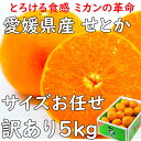 せとか みかん 訳あり 5kg L〜3L 愛媛県 送料無料JAえひめ ギフト 熨斗 のし プレゼント ...