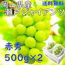 ぶどう 瀬戸ジャイアンツ 岡山県産 500g×2 贈答 ギフト 御礼 指定日OK 日付指定OK 種無し葡萄