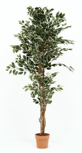 観葉植物　フィカス 1124 B　メーカー直送