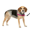 PetSafe イージーウォークハーネス (SM, ラズベリー&グレー)