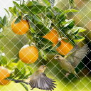 DANOFY 防鳥ネット 5m×10m ベランダ 鳥よけネット - 25mm目合 ナイロン 網 鳩 カラス 鳥害対策 ブルーベリー 果樹用 鳥 避けネット 透明