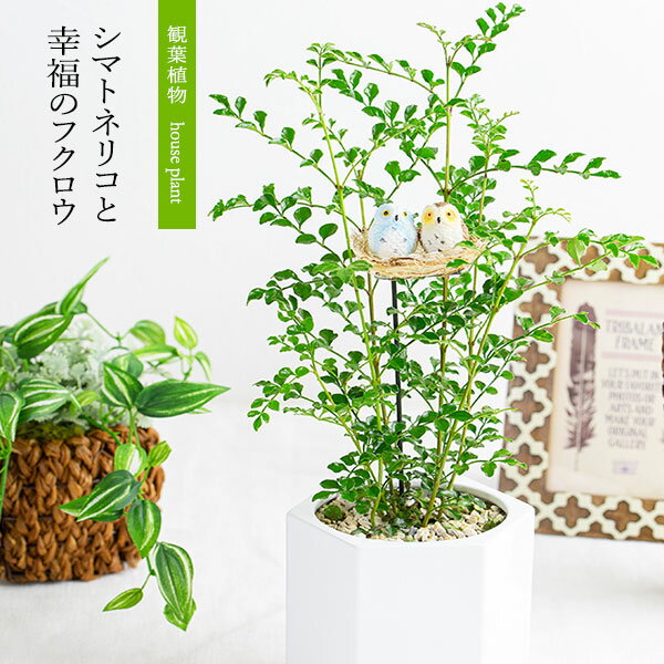 観葉植物 インテリアグリーン 観葉植物シマトネリコと幸福のフクロウ オブジェ プレゼント 開店祝い 引越し 誕生日 …