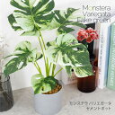 【88円OFFクーポン配布中】フェイクグリーン 観葉植物 フェイク 人工観葉植物 卓上 ミニ 小さい おしゃれ 光触媒 セメント 鉢 かわいい 造花 インテリア...