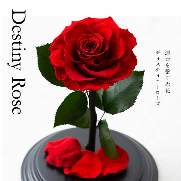 プリザーブドフラワー ガラスポッド プリザーブドフラワー 運命を繋ぐ赤花 Destiny*Rose 花 ローズ フラワーギフト アレンジメント ブリザードフラワー 薔薇 高級 最高級 一輪大輪 ガラスドーム ガラス プロポーズ 結婚記念日 ブリザ 記念日 プレゼント ギフト