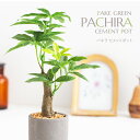フェイクグリーン 人工観葉植物 卓上 ミニ 小さい おしゃれ 光触媒 セメント 鉢 かわいい 造花 インテリア テーブル 消臭 抗菌 空気清浄 オシャレ プレゼ...