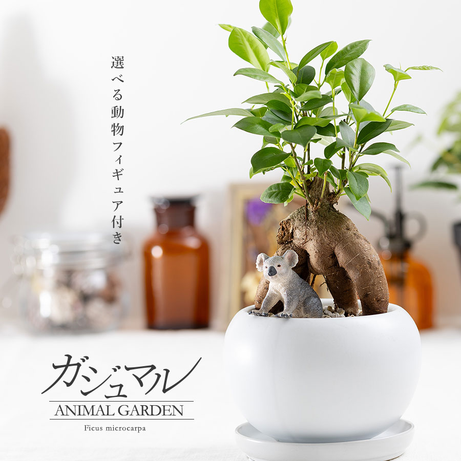 観葉植物 選べる動物フィギュア付き 多幸の木 ガジュマル 受皿付 インテリアグリーン オブジェ 動物 フィギア 部屋 …