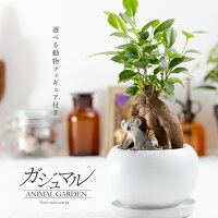 観葉植物