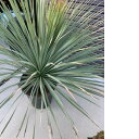 【限定1鉢】ユッカ・ロストラータ/鉢下約120cm観葉植物 大型 耐寒性 学名 Yucca rostrata ・ユッカ 鉢植え ガーデニング ドライガーデン 耐...