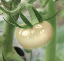 クリスタルトマトサプリメントCrystalTomato1箱30タブレット