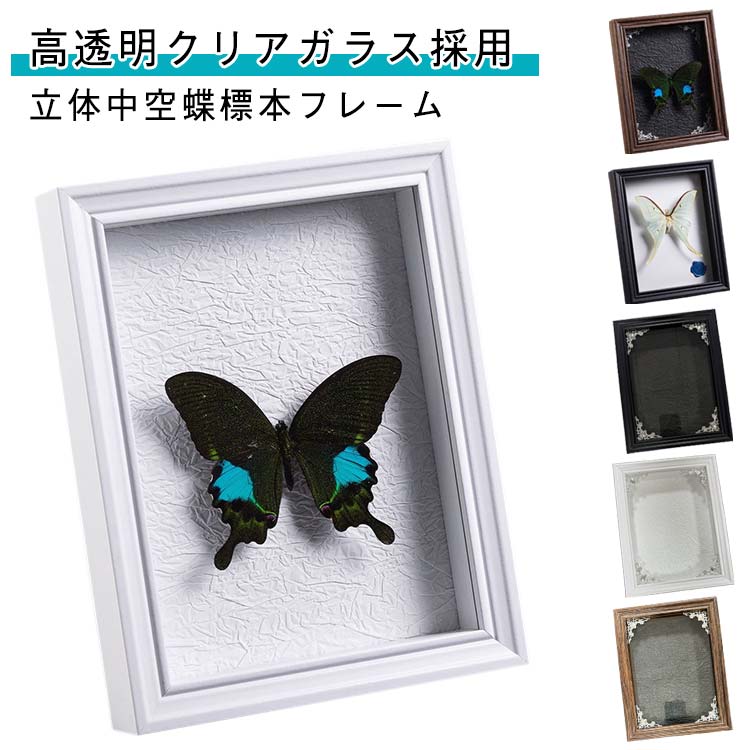 シンガポール 蝶標本 壁掛け用 シンガポール 蝶標本 壁掛け用