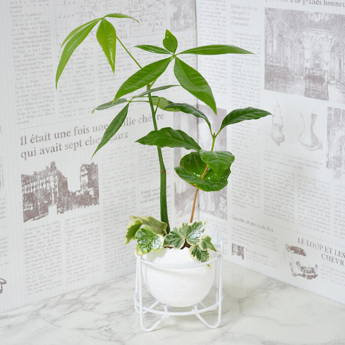 寄せ植え 観葉植物 ミニ パキラ コーヒーの木 斑入りアイビー寄せ植え 贈り物 ギフト プレゼント インテリア