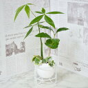 アイビー 観葉植物 ミニ パキラ コーヒーの木 斑入りアイビー寄せ植え 贈り物 ギフト プレゼント インテリア