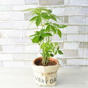 観葉植物 パキラ 高さ:約25cm〜 贈り物 プレゼント ギフト プチギフト お祝い 誕生日 開店祝い 開業祝い インテリア おしゃれ