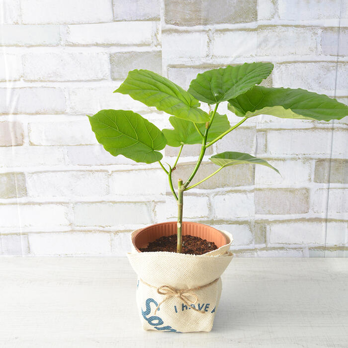 観葉植物 ウンベラータ 高さ:約35cm 贈り物 プレゼント ギフト プチギフト お祝い 誕生日 開店祝い 開業祝い インテリア おしゃれ